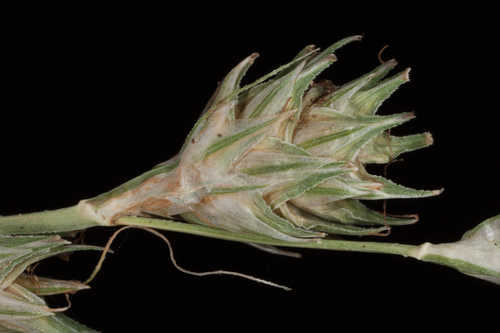 Carex tenera #4
